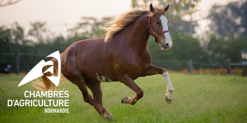 PA_Equins_douleurs-locomotion-cheval