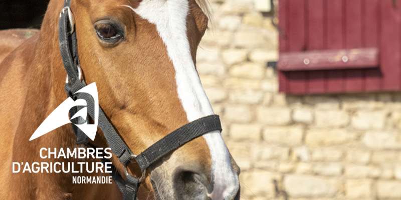 PA_Equins_homeopathie-chevaux-initiation